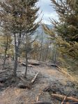 15_SD_Waldbrand-Schwarzau_20250310